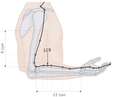 Large Intestine Meridian - LI9